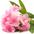 Nerium Oleander